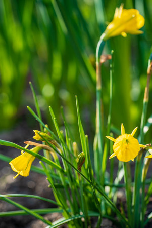 Yellow daffodils in the gardenの写真素材