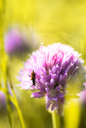 chives flowers in the gardenの写真素材