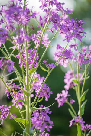 lunaria flowers in the gardenの写真素材