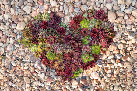 Succulent plant in the garden, close-up.