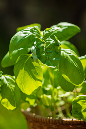 fresh basil in the gardenの写真素材