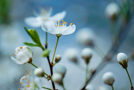 cherry blossom in the spring gardenの写真素材