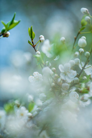 cherry blossom in the spring garden