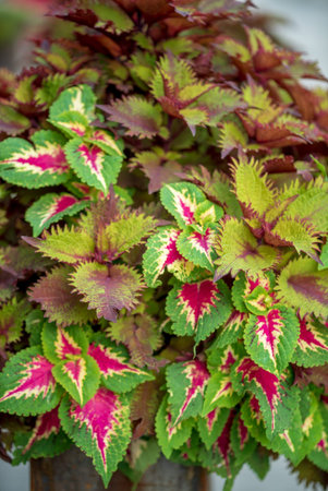 colorful coleus in the pot