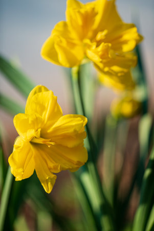 Daffodils in a field in spring with sunの写真素材