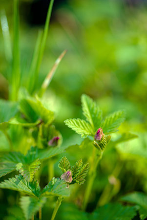 Arctic bramble plants in the garden