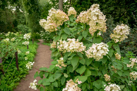 nice hydrangea in the garden