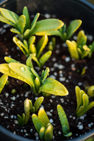 young shoots of tulips closeupの写真素材