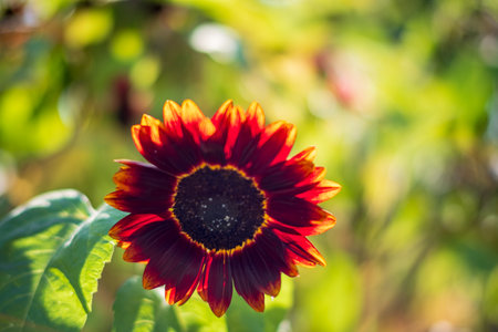 decorative sunflower in the gardenの写真素材