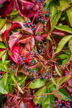 Autumn leaves and berries of wild grapes, close-up.の写真素材