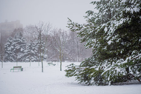 Spruce branches covered with snow in winter forest.の写真素材