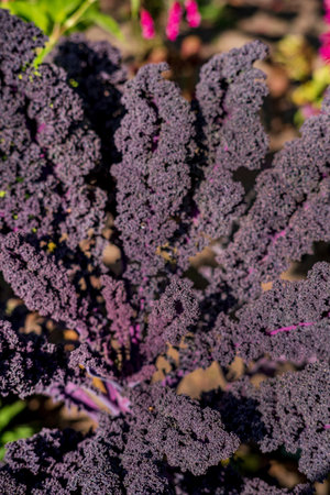 purple kale in the gardenの写真素材