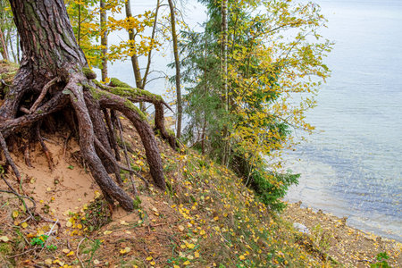 autumn tree near beautiful lake