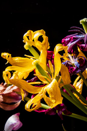 colorful tulips in the vaseの写真素材