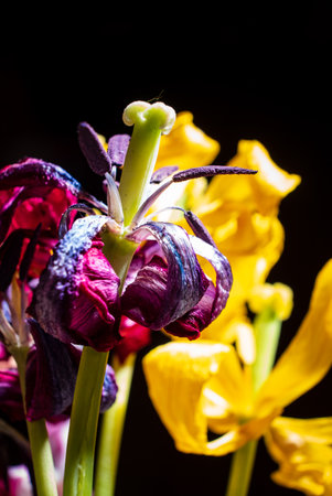 colorful tulips in the vaseの写真素材