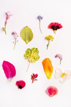 spring flowers on the white backgroundの写真素材