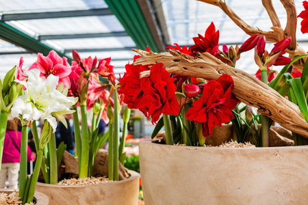 nice amaryllis in the potの写真素材