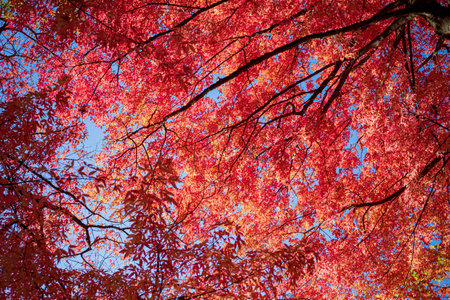autumn leaves on the treeの写真素材