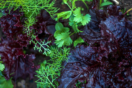 organic lettuce in the garden