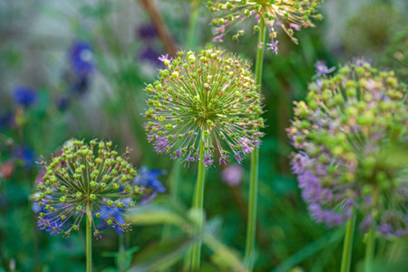 onion flowers in the garden
