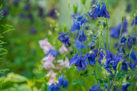 spring flowers in the gardenの写真素材