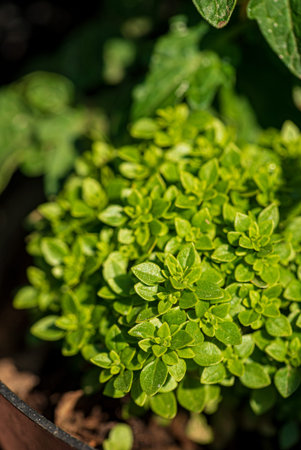 fresh basil in the potの写真素材