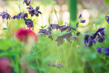 spring flowers in the gardenの写真素材