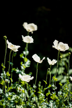 white poppies in the gardenの写真素材