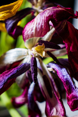 dried tulips on the black backgroundの写真素材