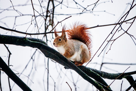The squirrel with nut sits on the tree in the autumn or winterの写真素材