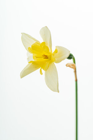 single daffodi on the whiteの写真素材