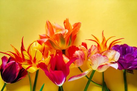 nice spring flowers - colorful tulipsの写真素材