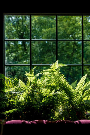window garden with plants spilling over the sill and into the room