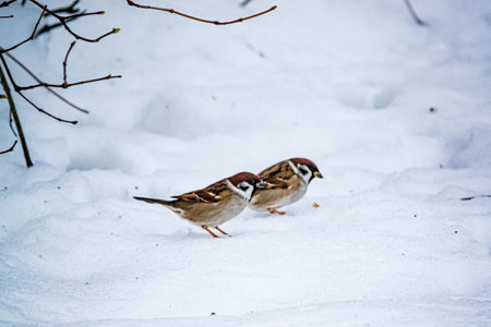 Sparrow perched on a branchの写真素材