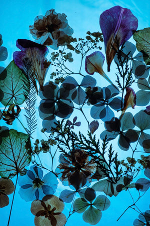 dried flowers on the whiteの写真素材