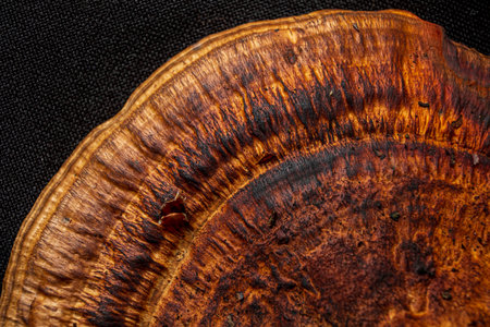 fungi texture on the black backgroundの写真素材