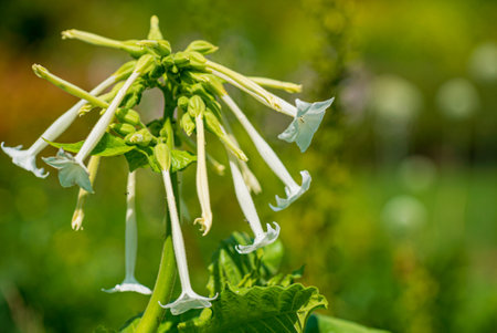 Nicotiana alata flowers in the gardenの写真素材