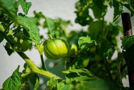 organic tomatoes in the gardenの写真素材