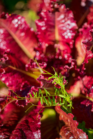 purple lettuce in the garden