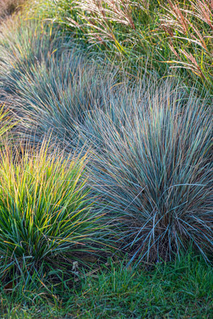 Japanese pampas grass in autumnの写真素材