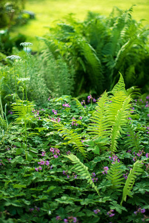 Beautiful green ferns in the summer garden. Natural backgroundの写真素材