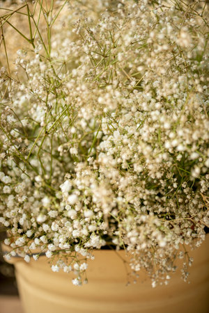 Beautiful little white gypsophila flowersの写真素材