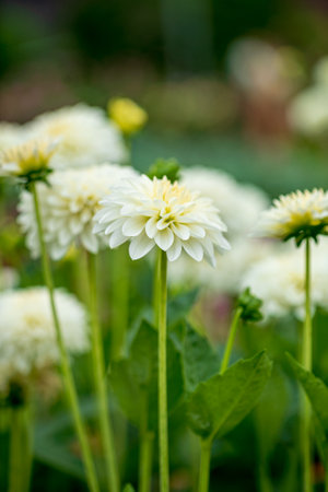 nice dahlia in the gardenの写真素材
