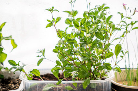 Young green shoots of seedlings plant closeup macro.の写真素材