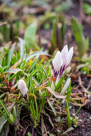 young crocuses in the gardenの写真素材