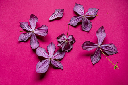purple clematis on the pink background
