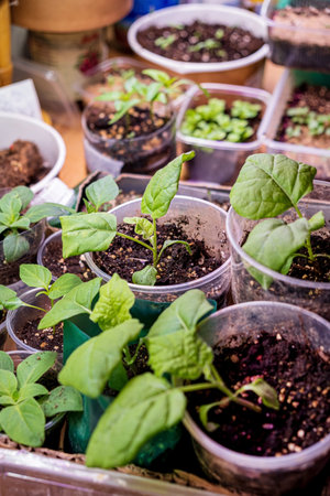 Young green shoots of seedlings plant closeup macro.の写真素材