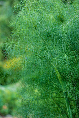 organic fennel in the gardenの写真素材