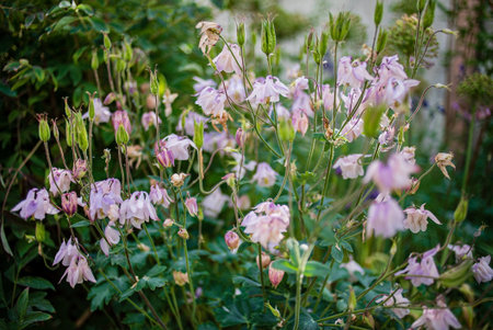 Aquilegia vulgaris, commonly known as the common columbineの写真素材