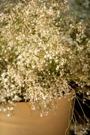 Beautiful little white gypsophila flowersの写真素材
